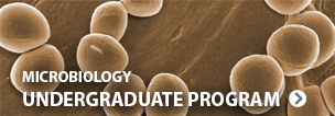 Microbiology Undergraduate Program